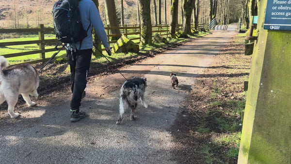 Pure Joy in Every Bite