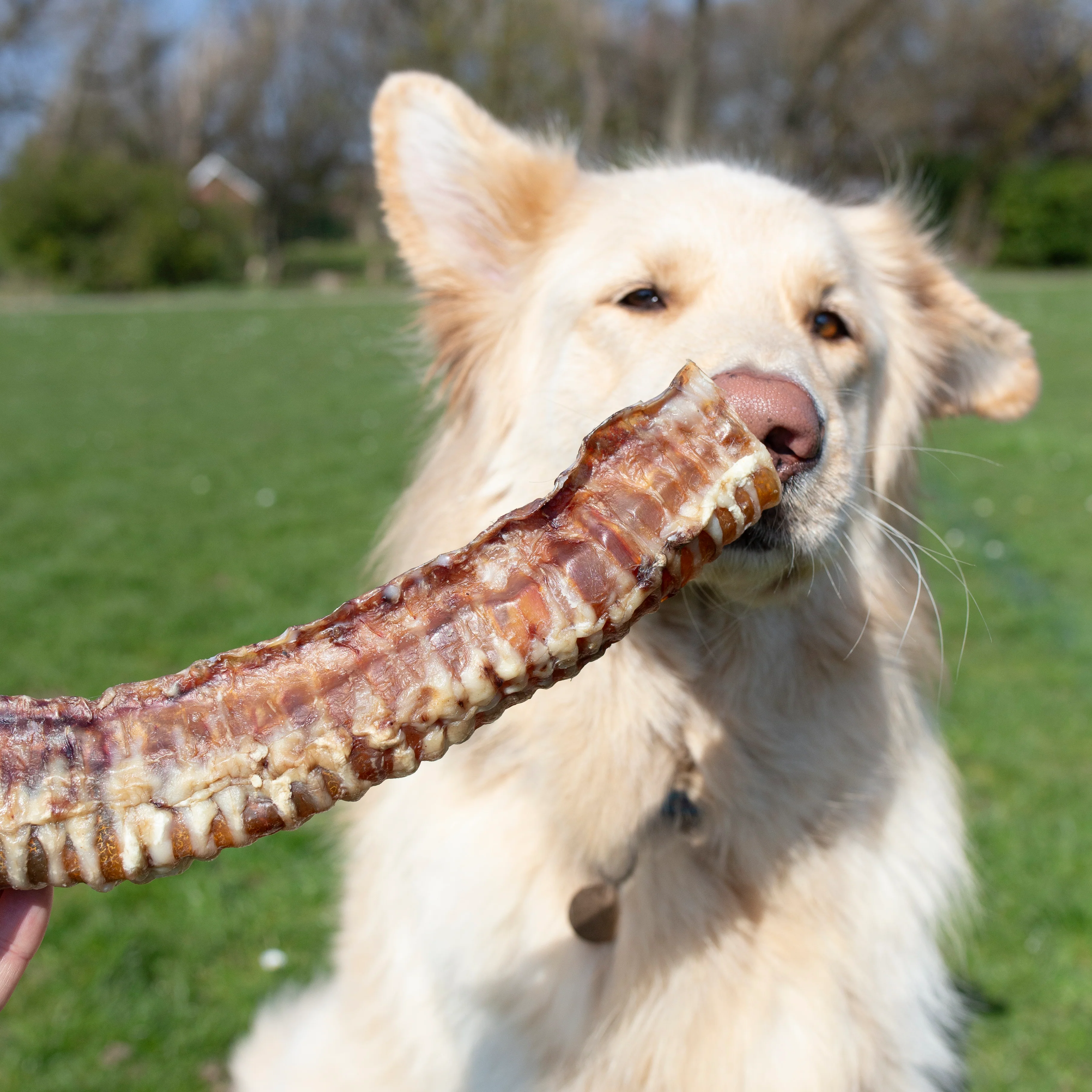 Bag of trachea,Long lasting dog treat, 500g, 1kg, - Image 3