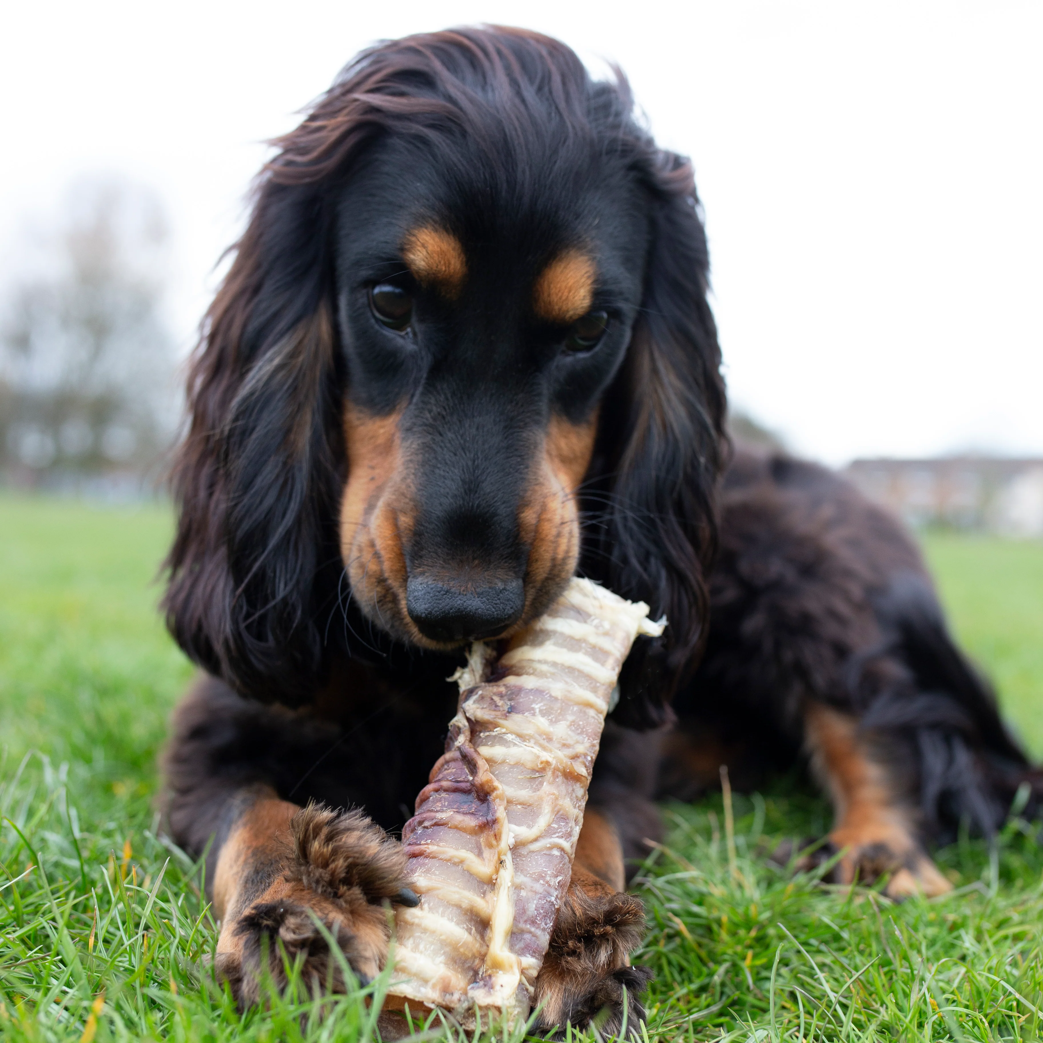 Bag of trachea,Long lasting dog treat, 500g, 1kg, - Image 5