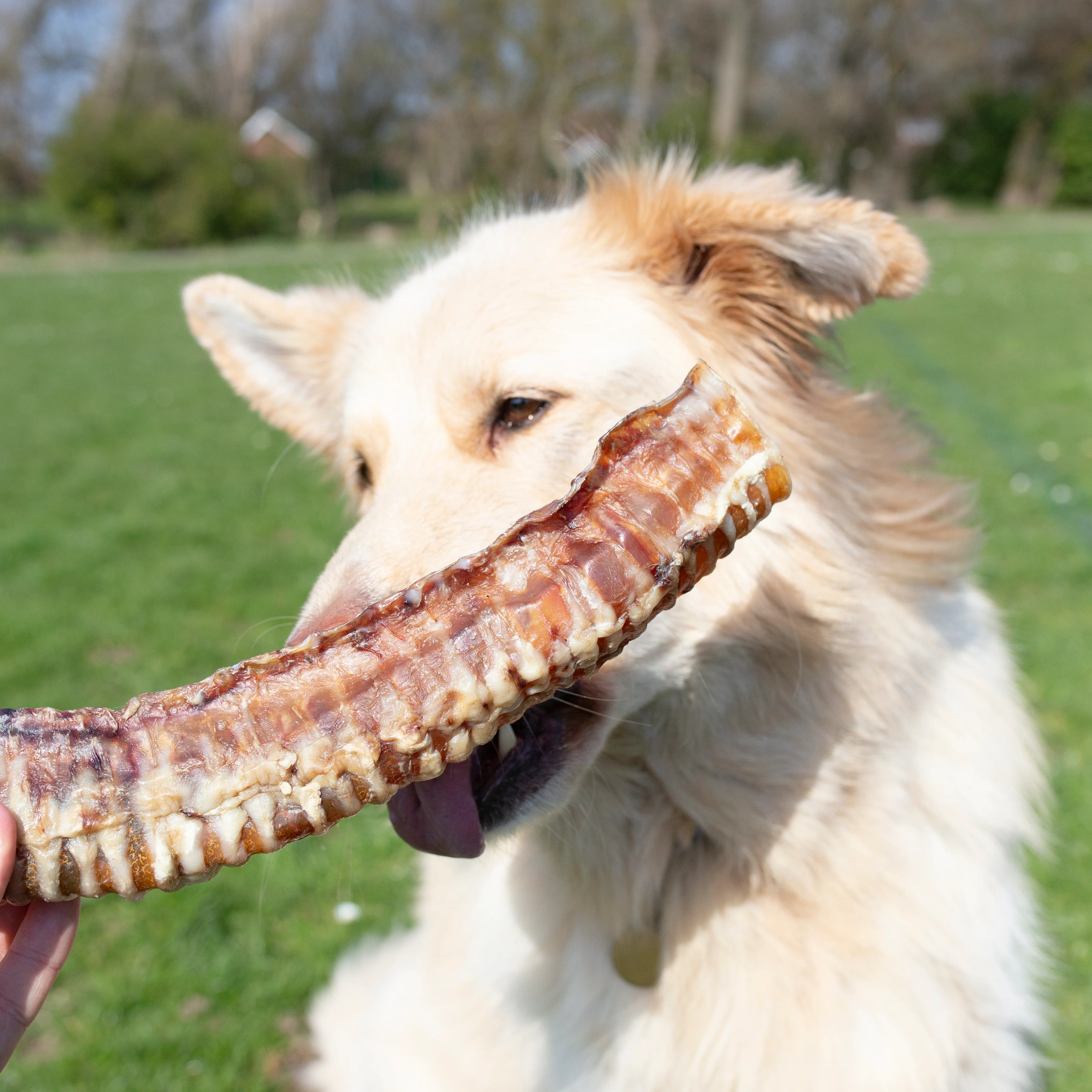 Bag of trachea,Long lasting dog treat, 500g, 1kg, - Image 6