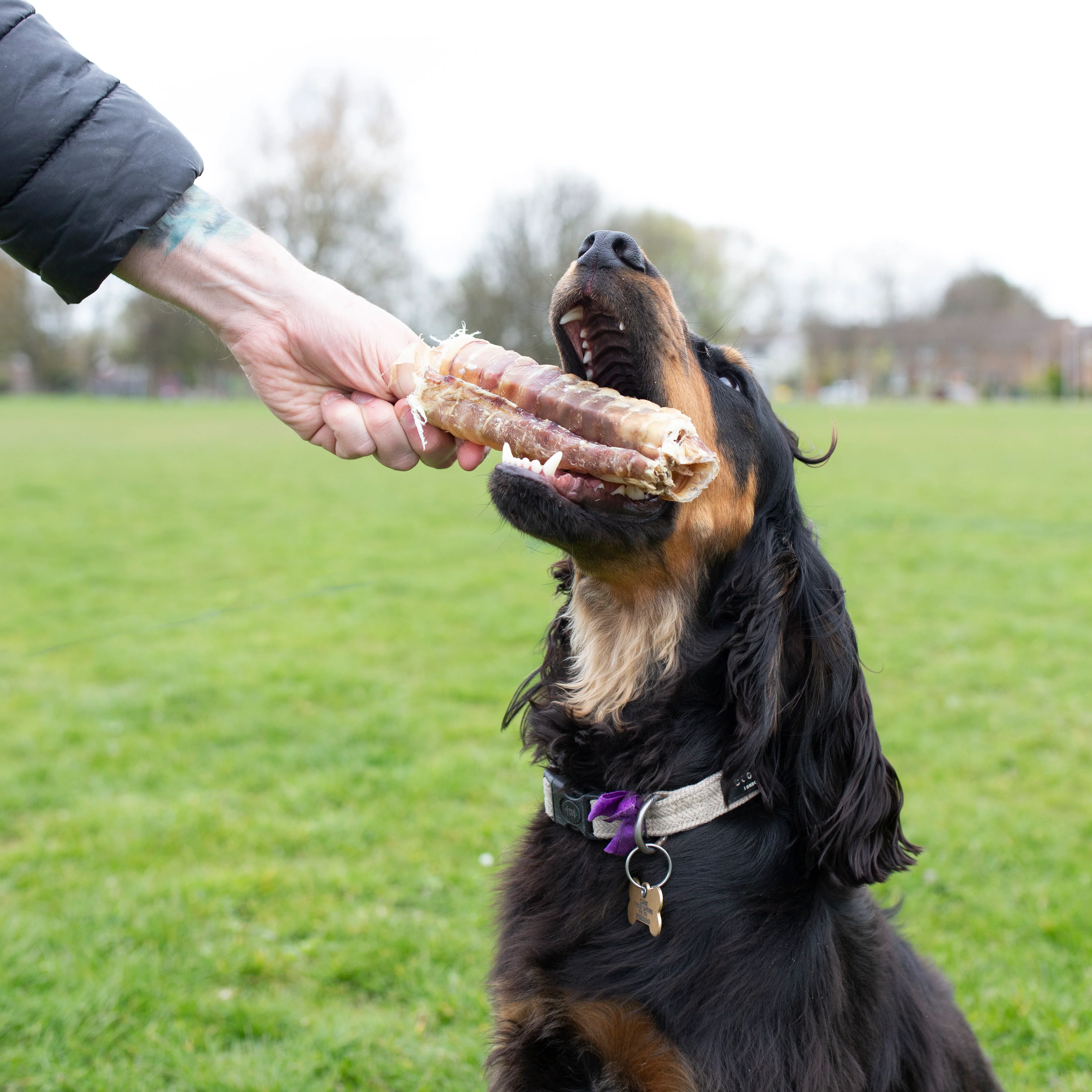 Bag of trachea,Long lasting dog treat, 500g, 1kg, - Image 7