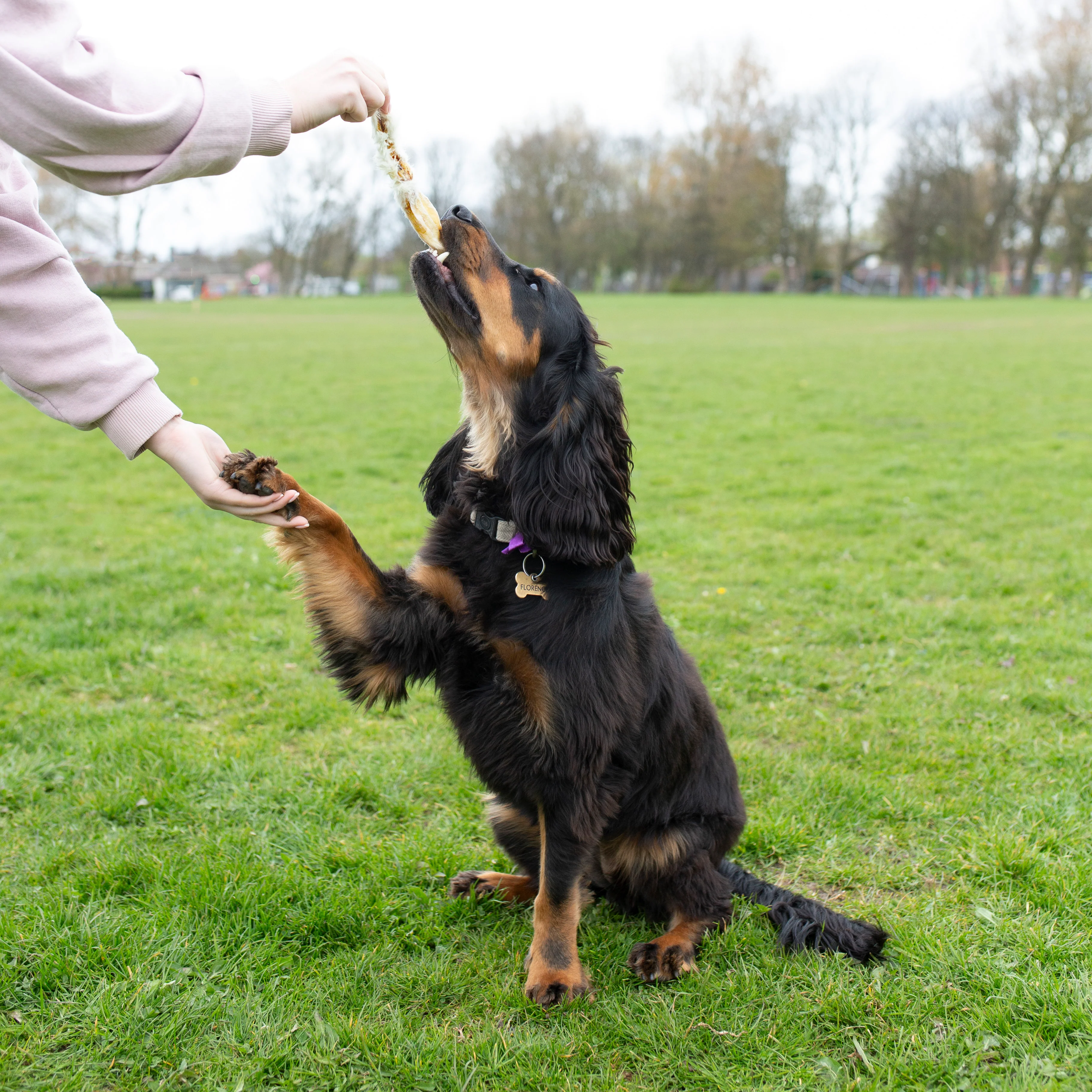 Hairy rabbit ears bulk bag, natural dog treats - Image 3