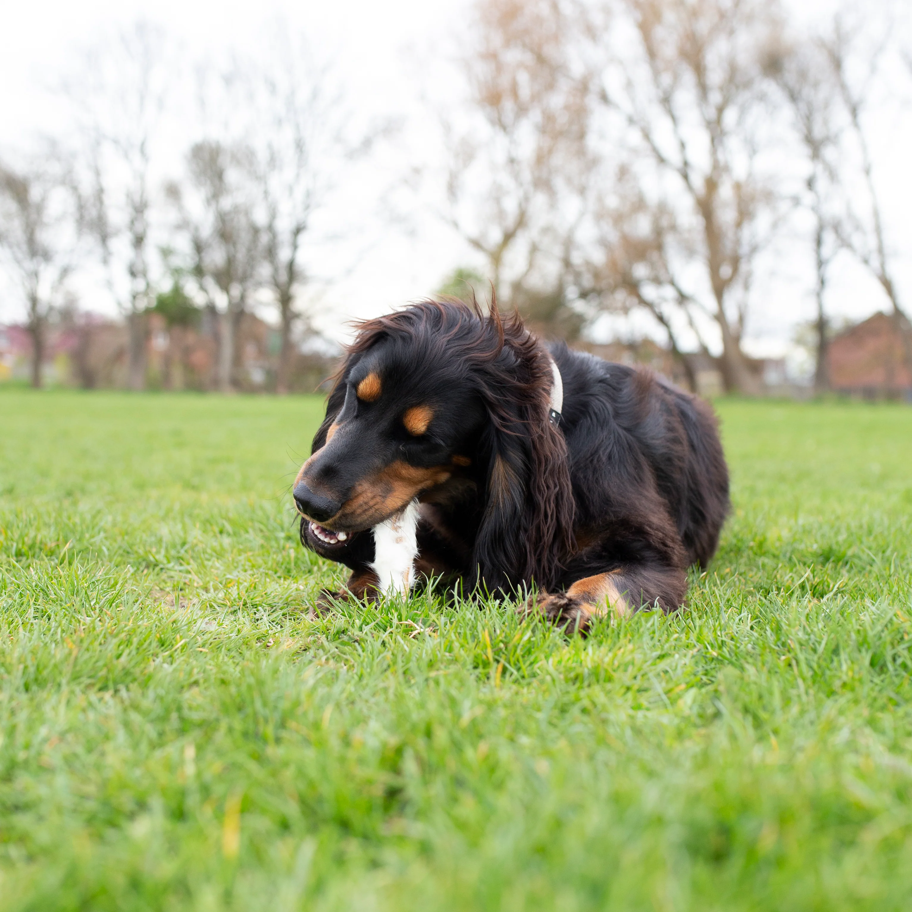 Hairy rabbit ears bulk bag, natural dog treats - Image 4