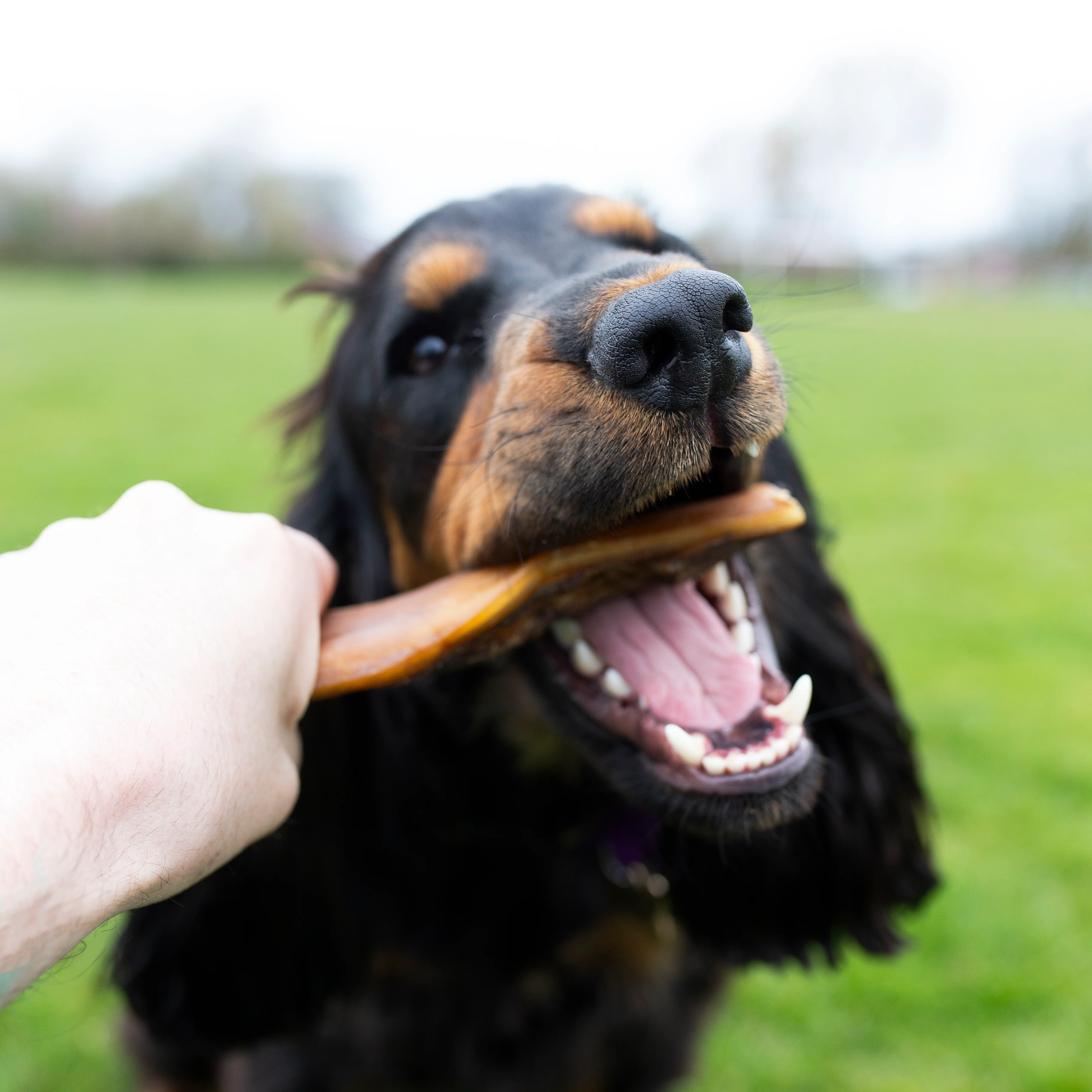 Beef skins, long lasting natural dog treat, bulk bag, dental chew - Image 3