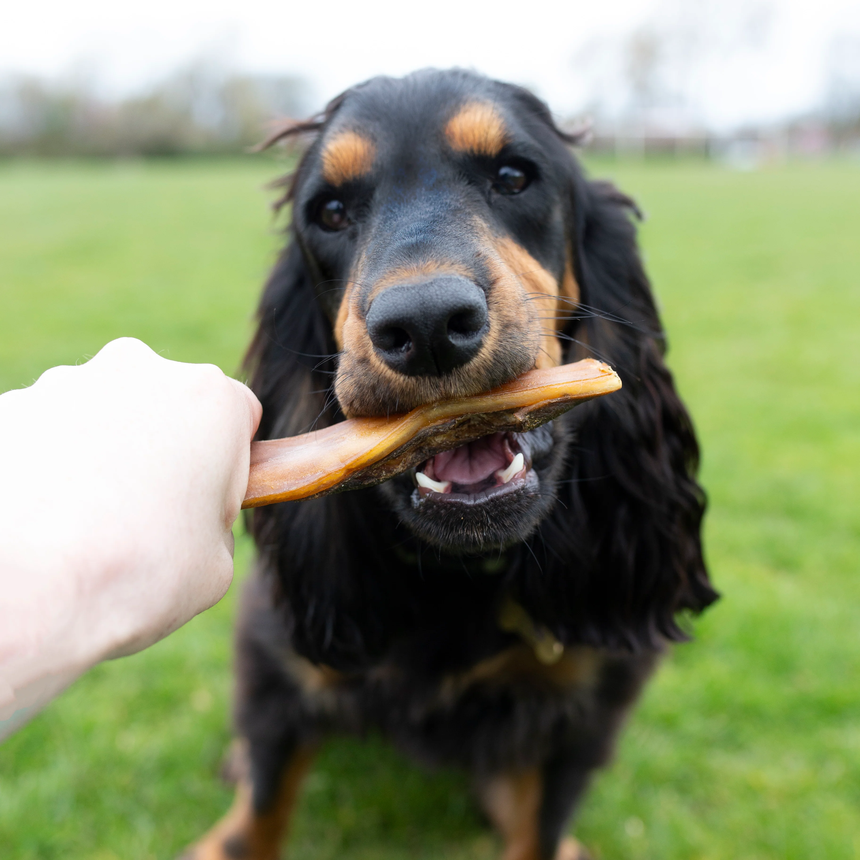 Beef skins, long lasting natural dog treat, bulk bag, dental chew - Image 5