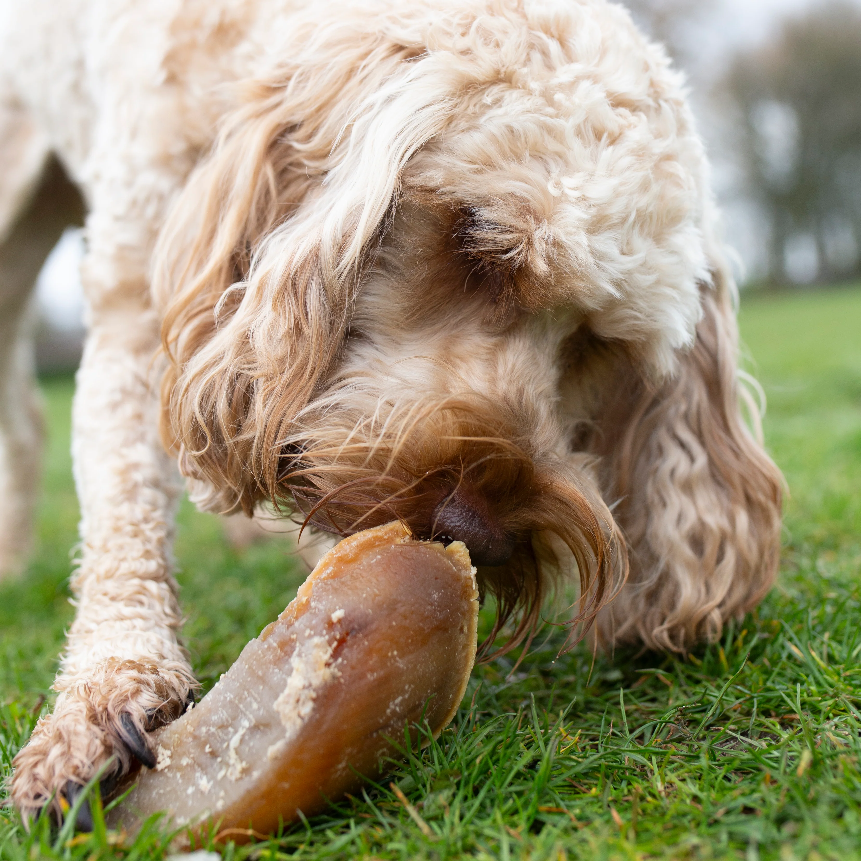 Filled hoof (dog treat) - Image 3