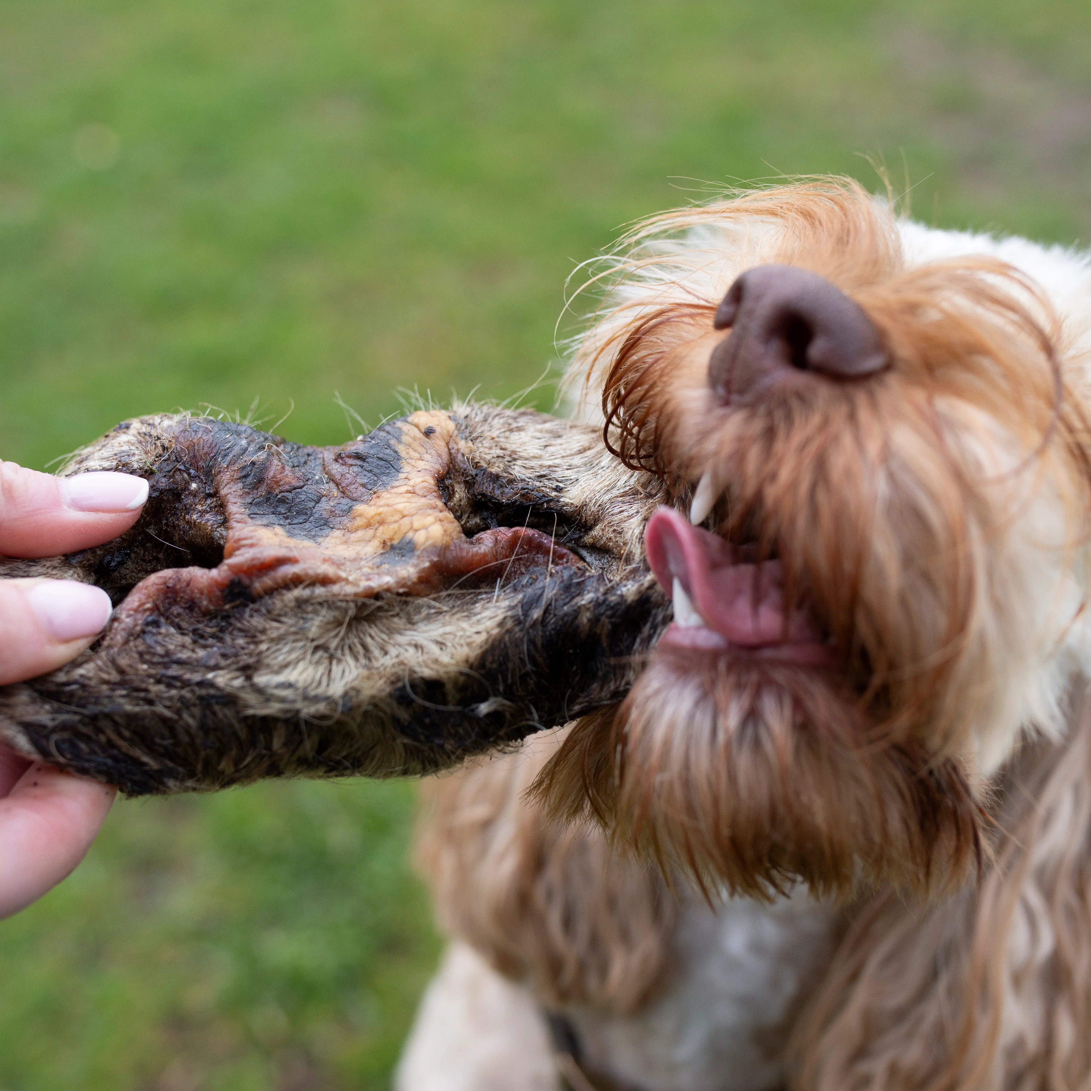 Hairy Beef Snout, single or 1kg bulk bag - Image 3