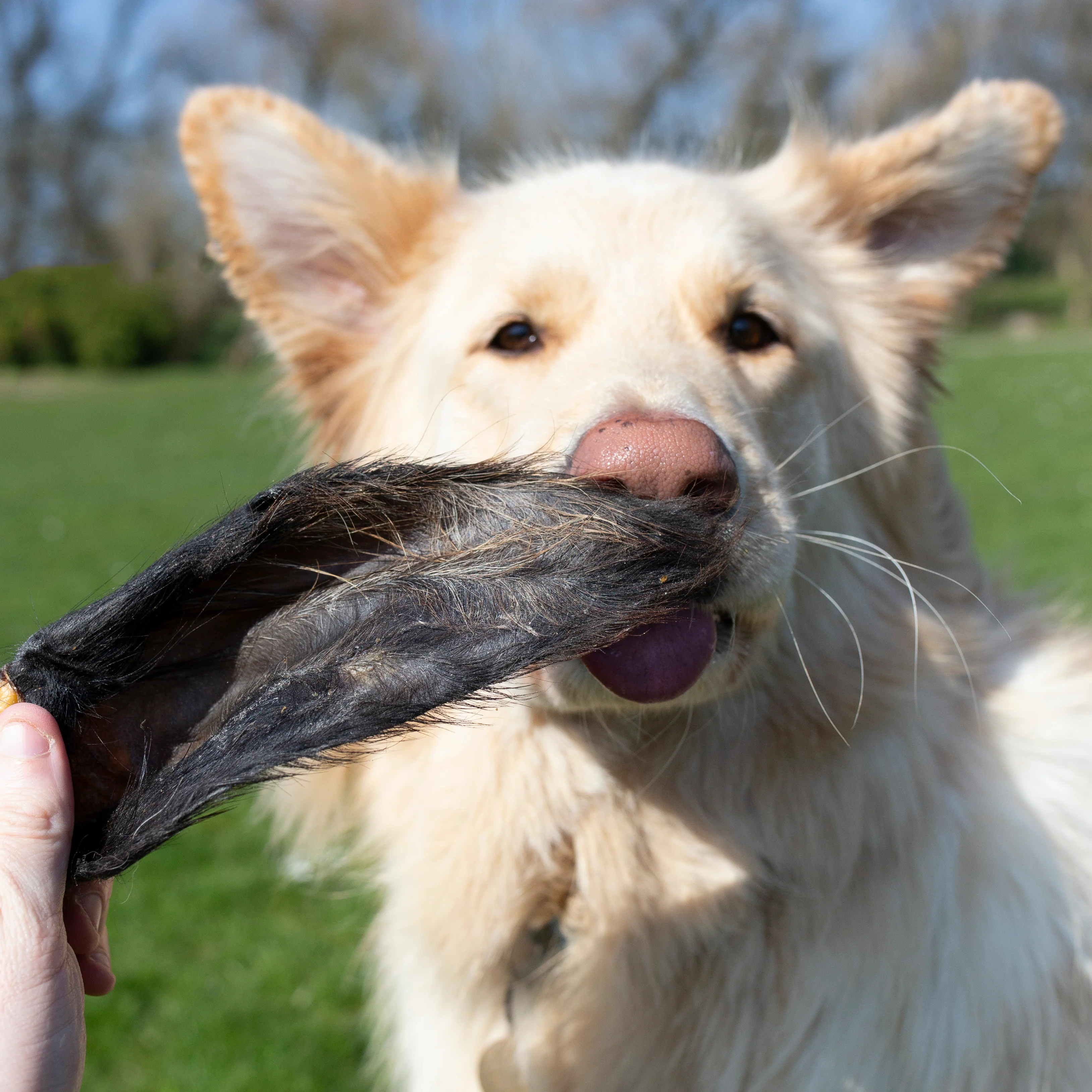 Hairy Buffalo Ears – Natural Chew for Healthy Teeth & Happy Dogs (PACK OF 10) - Image 3