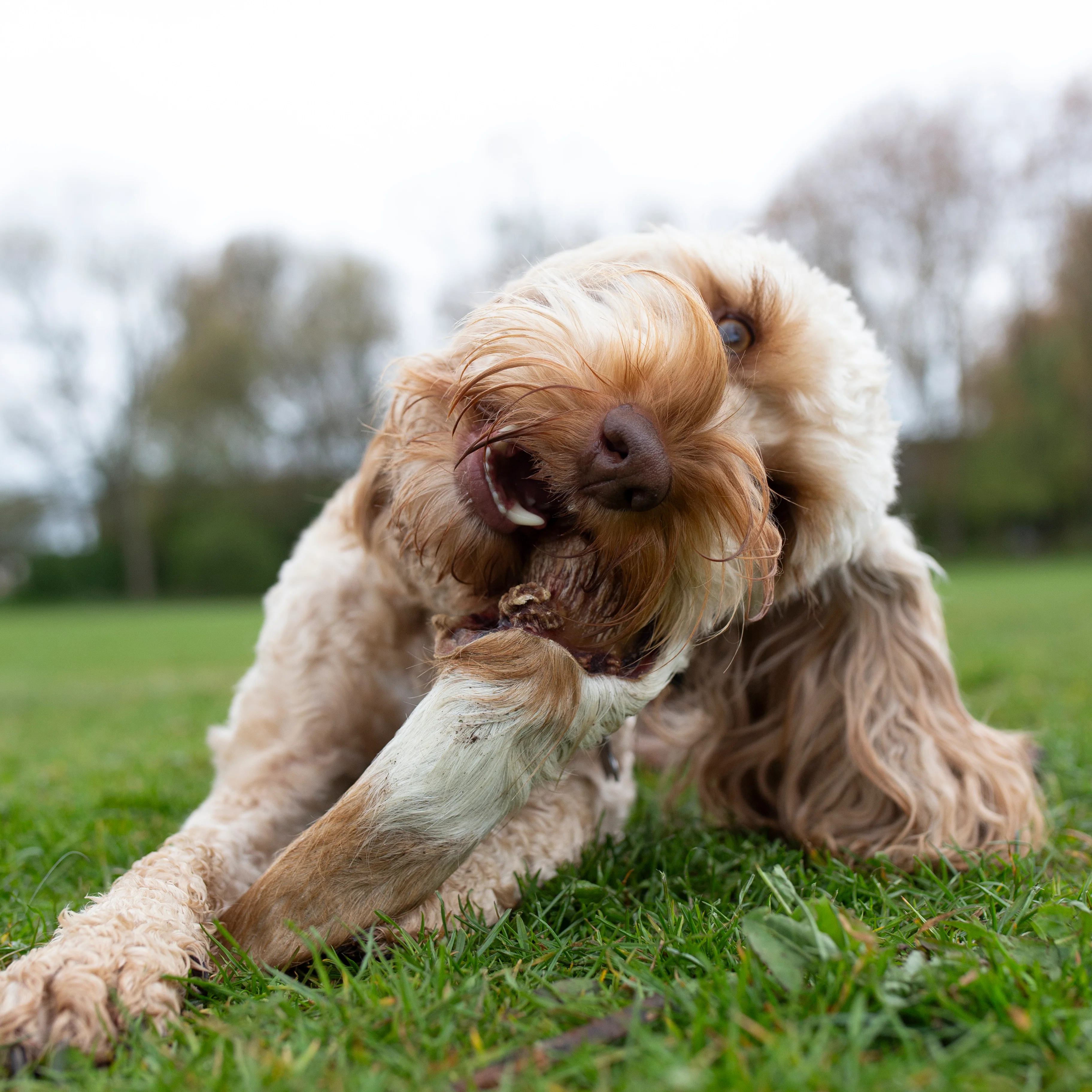 Medium hairy cow ear, long lasting dog treat - Image 3