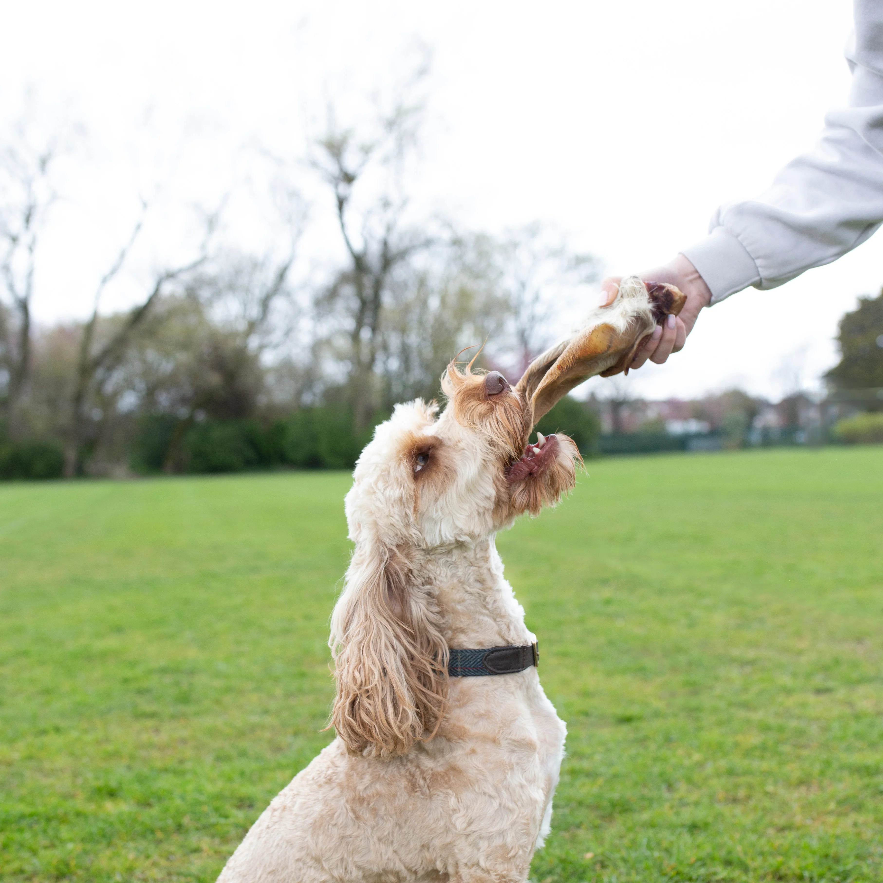 Medium hairy cow ear, long lasting dog treat - Image 4