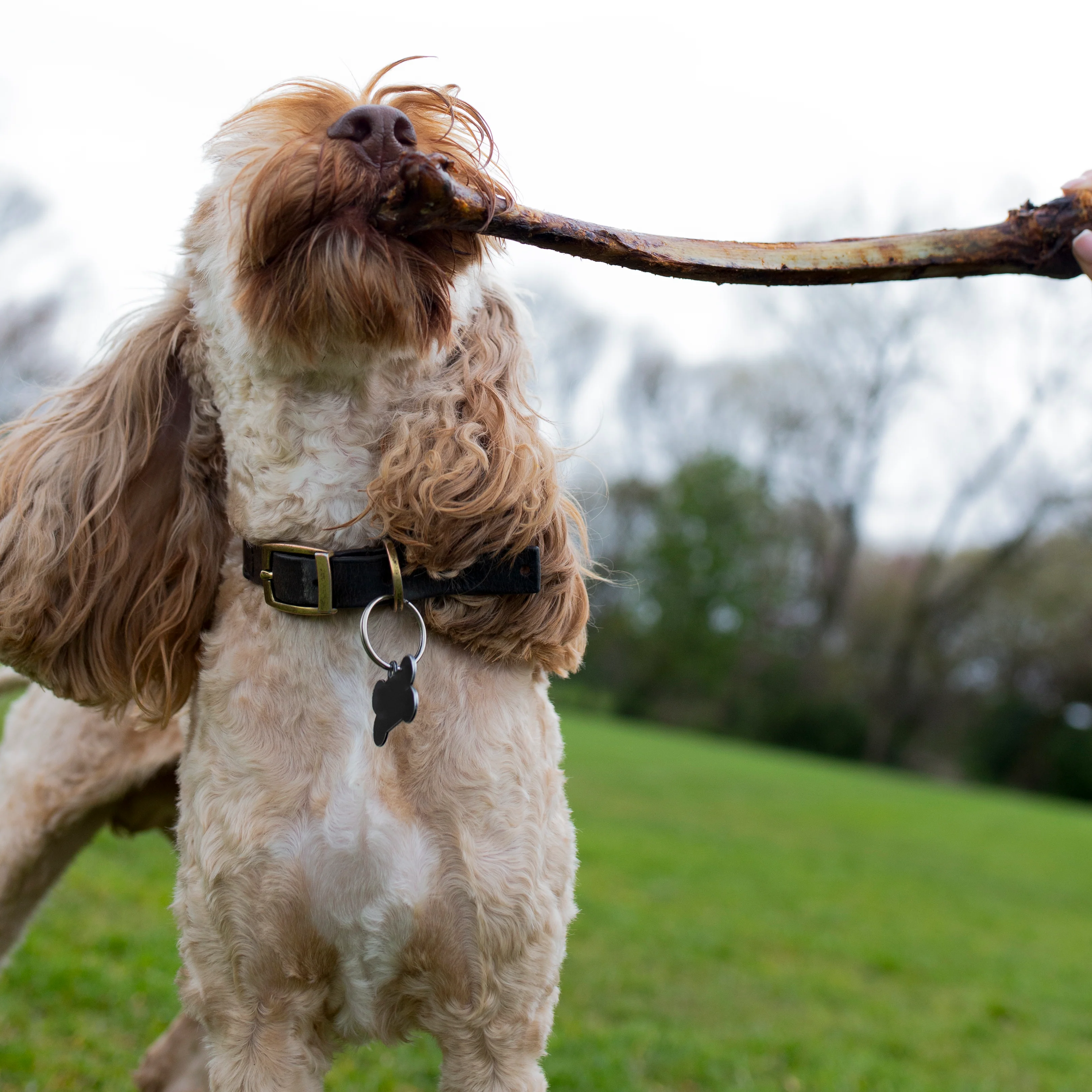 Ostrich Wing (single) Long Lasting Natural Dog Treat - Image 3