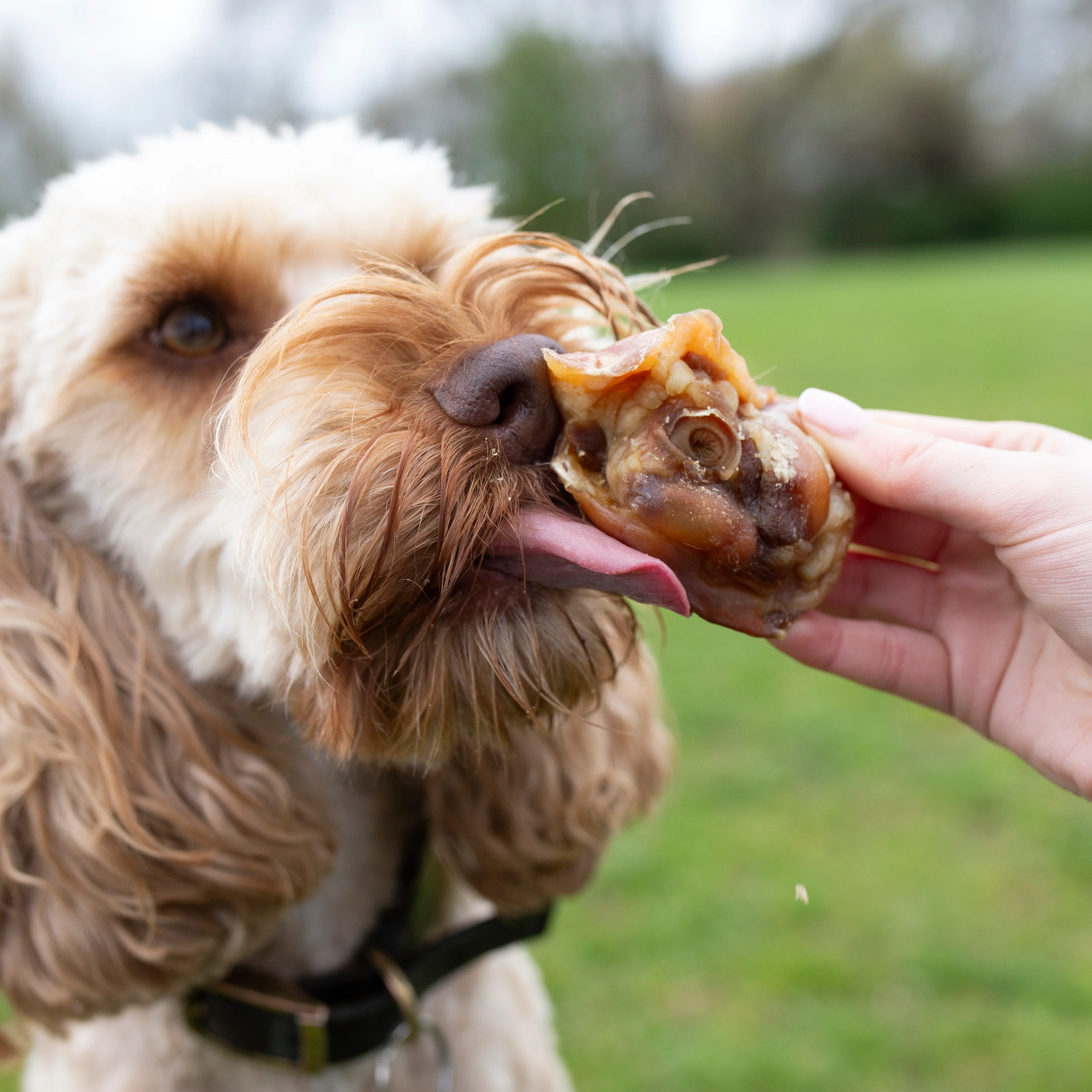 Pork crunch 1kg bulk bag, tasty dog treat - Image 3