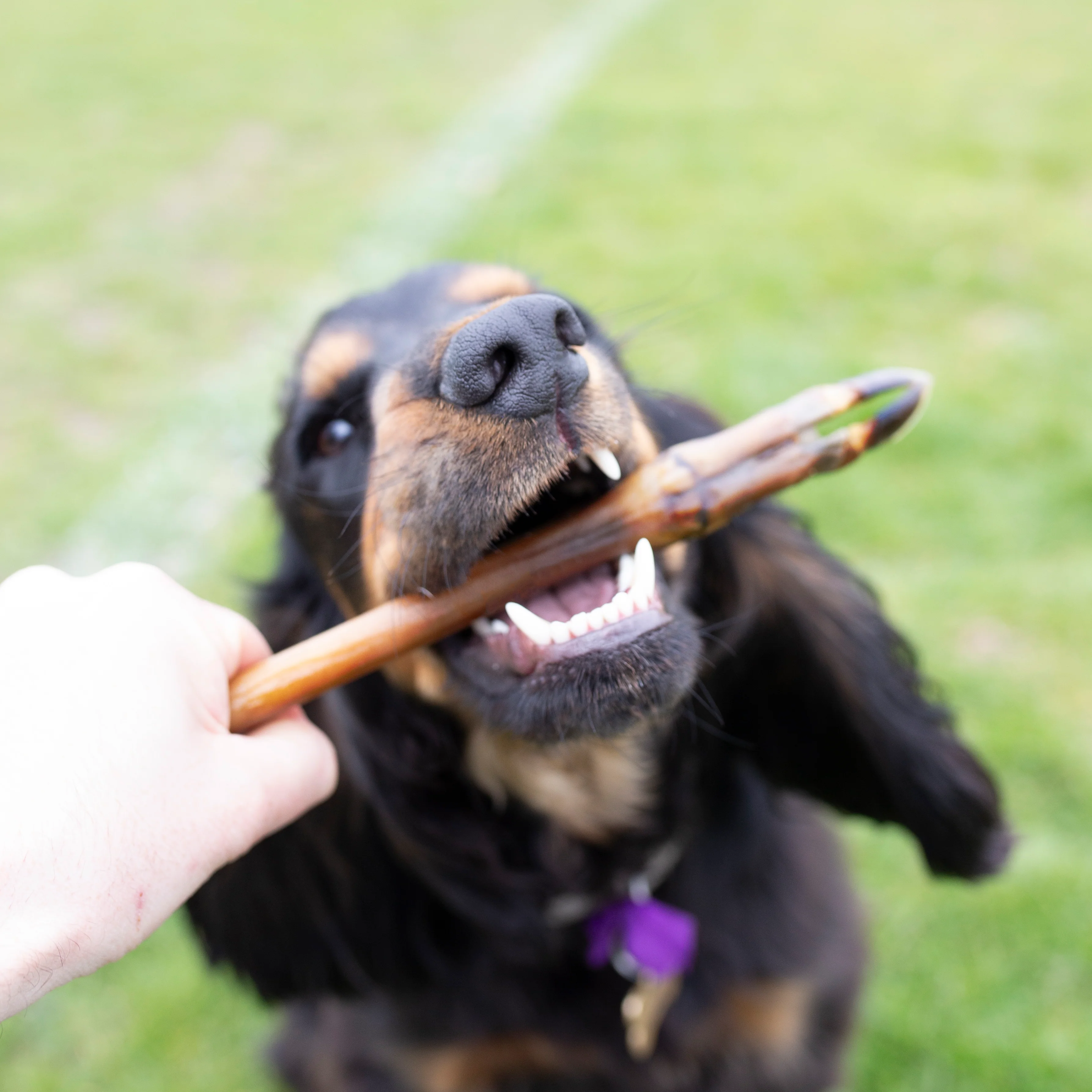 Roe deer legs, natural dog treat - Image 3
